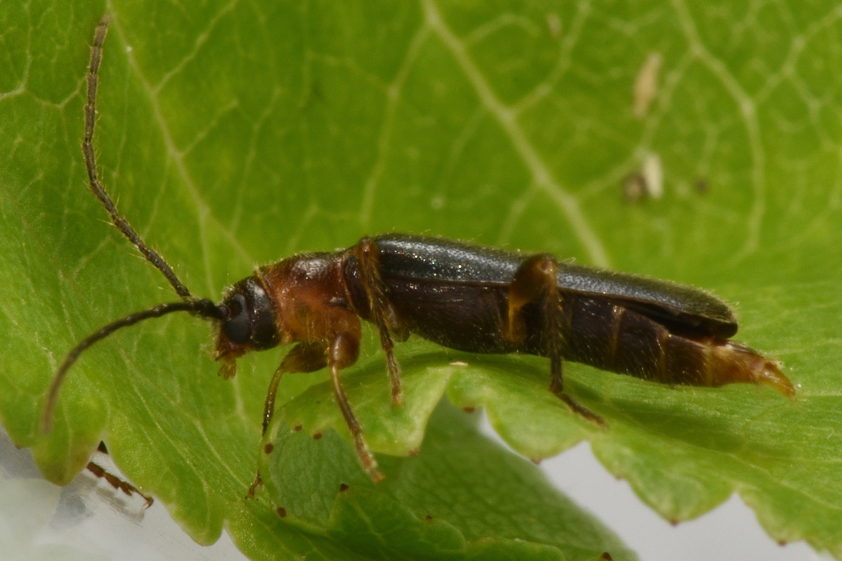 Cerambycidae in accoppiamento:  Poecilium lividum